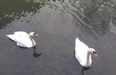 Mill Cottage - Foto 38