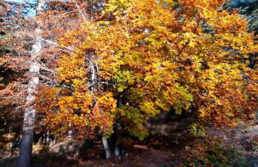 Les Gites du Mont Ventoux - Foto 78