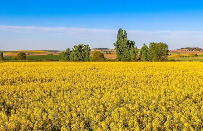 Posada Real del Buen Camino - Foto 53