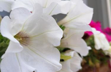 Casa Low Cost - Foto 47