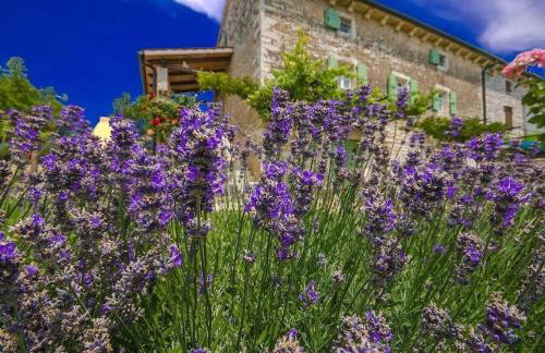 Rustic villa Casa Mazuli with pool in Groznjan - Foto 23