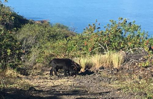 Country Cottage in Papa Bay - Foto 25