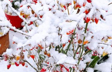 Niki Mountain House - Photo 44