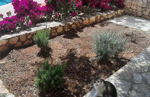 Mathilda's House - Foto 25