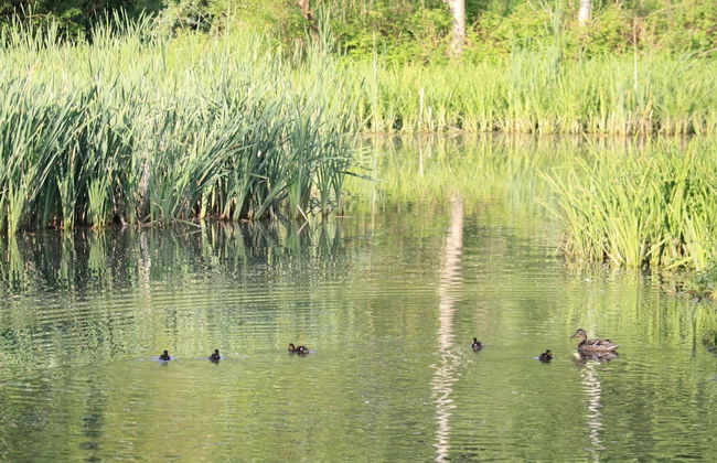 Traditional Apartment near Sea in Kühlungsborn - Foto 11