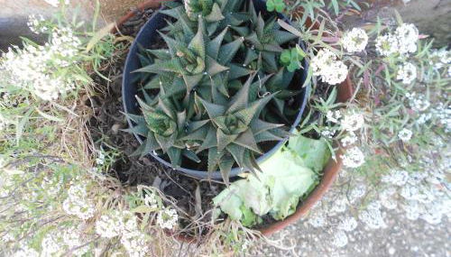 Moradias Ode - Foto 3