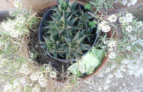 Moradias Ode - Photo 3