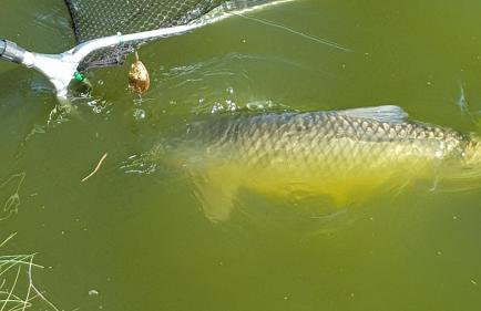 Stawy u Sikory - Dom Rybak - Agroturystyka i łowisko - Foto 6
