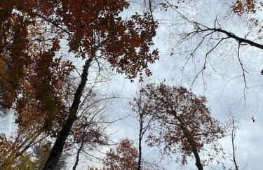 Beech Creek Cabin, lower unit, Black Mountain - Foto 47