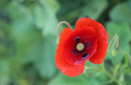 GITE MONTGOLFIÈRE 4 PERSONNES - Foto 28