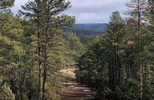 Forest Cabin 1 Hunters Blind - Photo 15