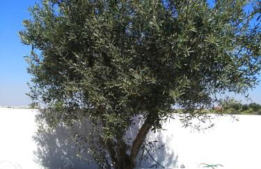 Casa da Oliveira - Foto 10