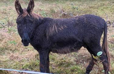 Chalet bois au calme, en lisière de forêt, balcons, sentiers balades Gérardmer & Alsace "Chalet Mon beau sapin" - Foto 73