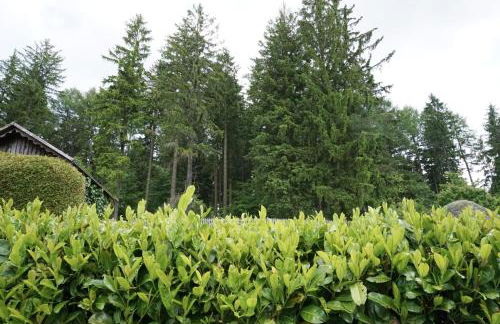 Panorama Apart Fichtelberg - Foto 33