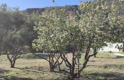 Cortijo AguaChá - Foto 27