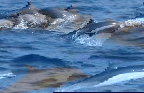 Avistamiento de delfines en el Parque Nacional Marino Kisite - Foto 1