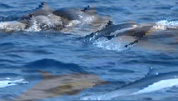 Observation de dauphins dans le parc national marin de Kisite