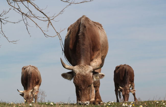 Fattoria Lucciano - Foto 42