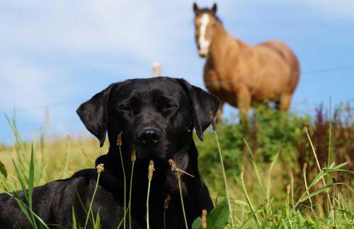 Ferienhof Schade - Foto 10