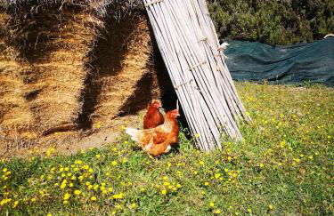 Pietra Antica Agriturismo - Foto 21