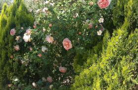 Agriomata Vergas Apartments - Photo 132