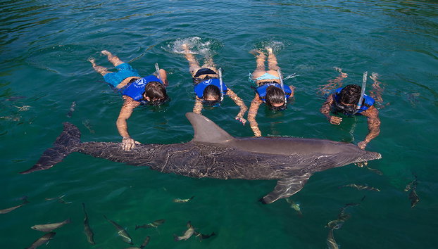 Nado con delfines + Xel-Há - Foto 4