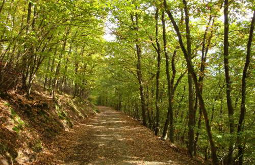 Fewo Rheinwein 1 "ausgezeichnet zum wandern und radfahren" mit Wallbox - Foto 27