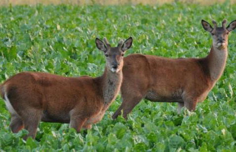 Margarets Cottage - Foto 24