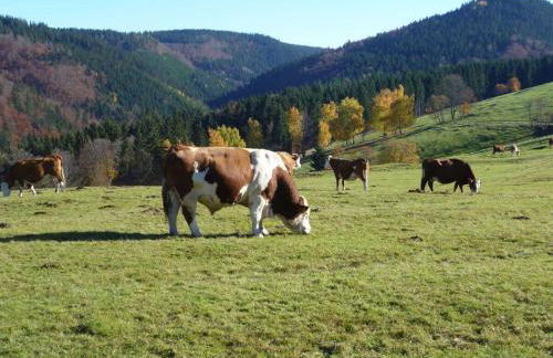 Family Theermann - Foto 15