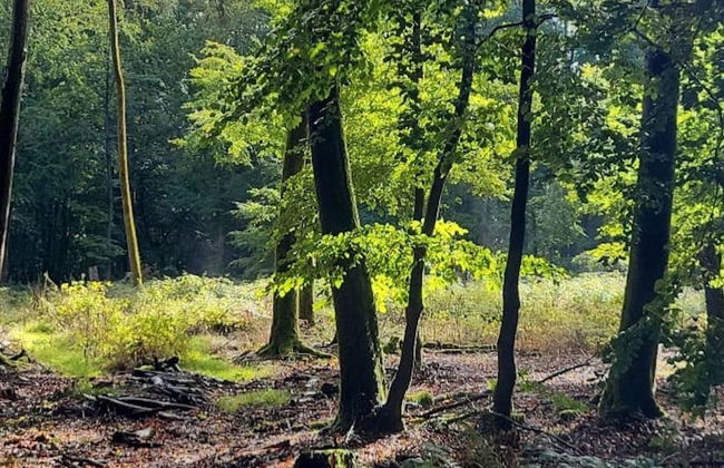 Holiday Home in Willersdorf With Outdoor Sauna - Photo 36