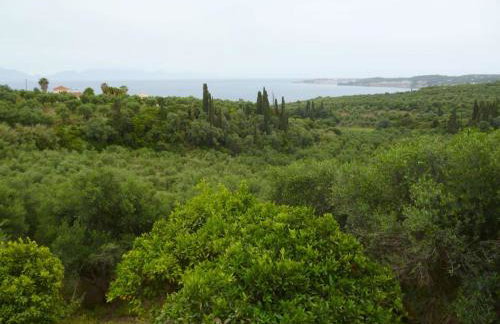 Ανεμώνη - Anemoni - Foto 11