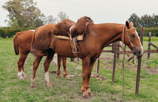 La Santina Posada & Experiencia de Campo - Photo 45