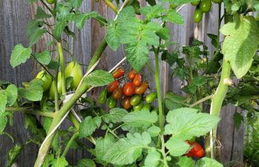 Agroturystyka Kaszuby Villagehome - Foto 39