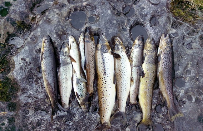 Velfjord camping & hytter - Foto 51