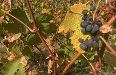 Takápradalù - Foto 30