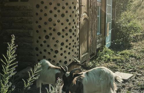 Cabayourte à la mauvaise herbe - Foto 24