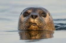 Ard Garraidh - Photo 28