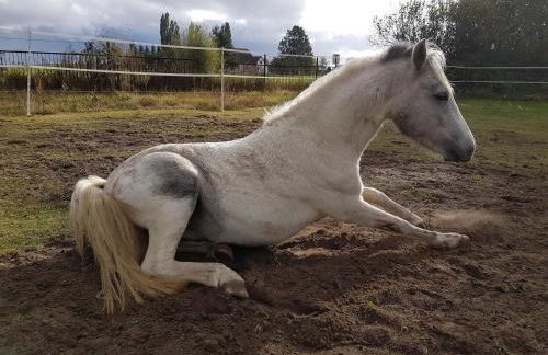 Doppelhaushälfte Ostwind vom Naturhof Usedom - Foto 54
