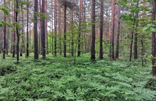 Agroturystyka Pasynki 44 - Foto 16