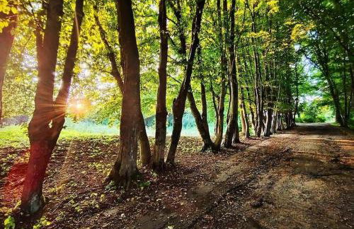 Dziubanowo - Foto 27