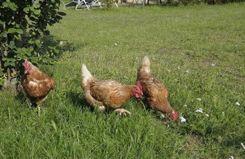 Feriendomizil Carmen Hofmann - Foto 8