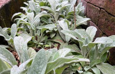 Casa Francesa da Mata com Piscina no Retiro do Chalé Inhotim - Foto 33