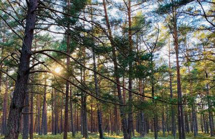 Nadmorska Ostoja Lubiatowo - Foto 26