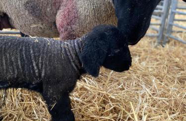 Green Law - Dog Friendly - Foto 20