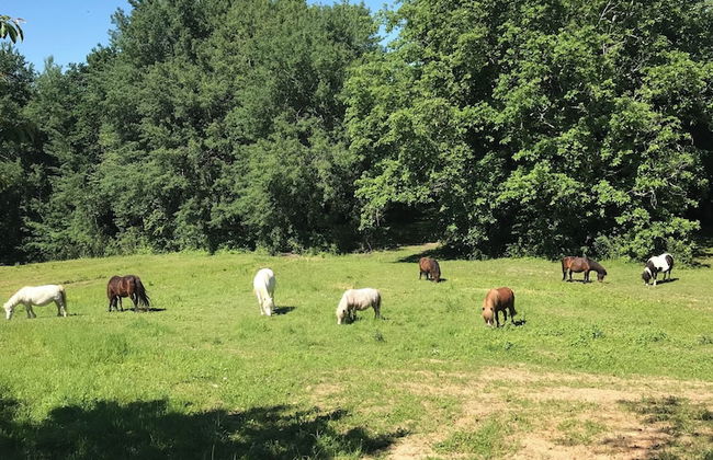 Domaine de Pouzelande - Les gites - Foto 69
