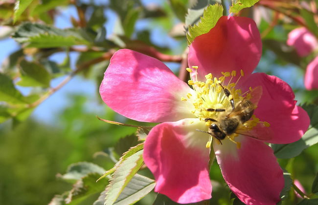 Lady Lavender - Foto 10