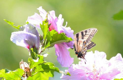 3 Acre Lake Paradise Swimming Pool & Jacuzzi HotTub! - Foto 41