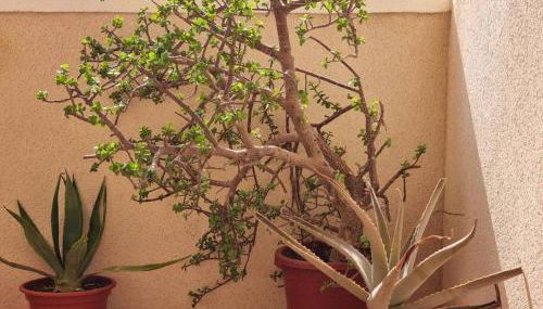 Apartment with roof terrace, Mar de Cristal - Foto 4