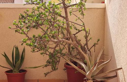 Apartment with roof terrace, Mar de Cristal - Foto 4