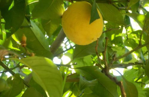 Apartments Mate Slavic - Foto 28